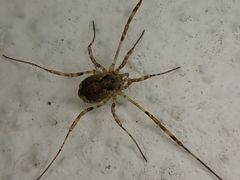 Oligolophus hanseni