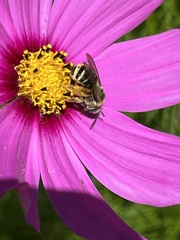 Apinae