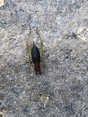 Phyllopalpus pulchellus
