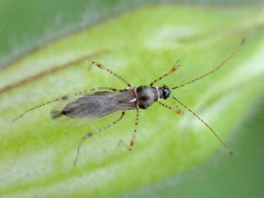 Gampsocoris culicinus