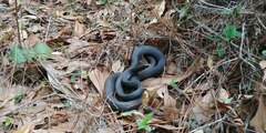 Coluber constrictor