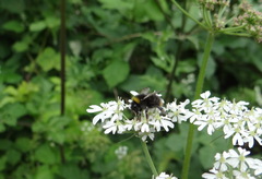 Bombus pratorum