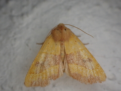 Atethmia centrago
