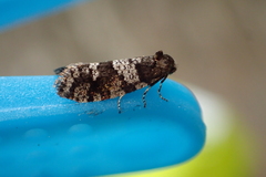 Lepidoscia heliochares