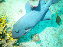 Pseudobalistes fuscus