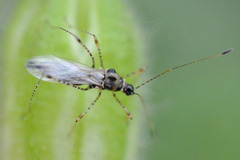 Gampsocoris culicinus