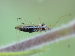 Gampsocoris culicinus
