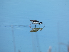 Himantopus mexicanus