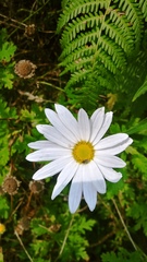 Leucanthemum vulgare