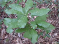 Morella caroliniensis