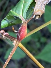 Neolasioptera vitinea