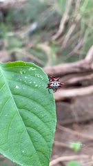 Gasteracantha cancriformis