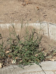Digitaria sanguinalis