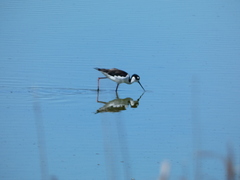 Himantopus mexicanus