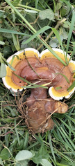 Ganoderma tsugae