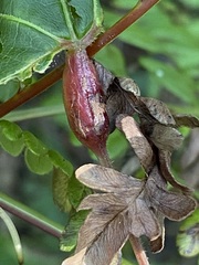 Neolasioptera vitinea