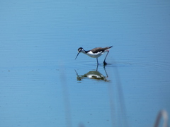 Himantopus mexicanus