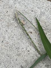 Digitaria sanguinalis