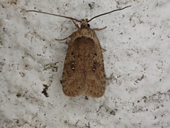 Agonopterix heracliana