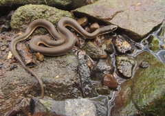 Regina septemvittata