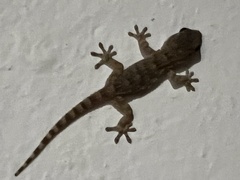 Tarentola mauritanica