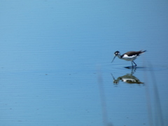 Himantopus mexicanus