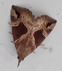 Hypena manalis