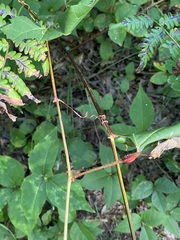 Neolasioptera vitinea