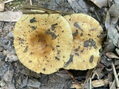 Russula grata