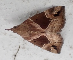 Hypena manalis