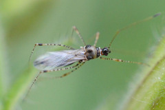 Gampsocoris culicinus