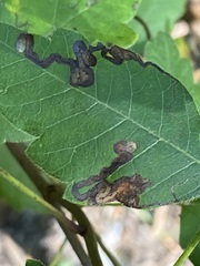 Stigmella intermedia