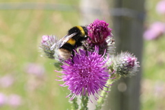 Bombus terrestris