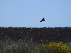 Ixobrychus involucris