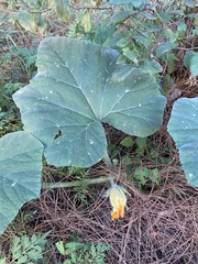 Cucurbita