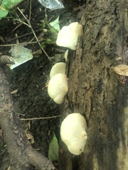 Crepidotus mollis