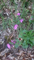 Silene dioica