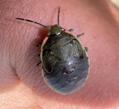 Chlorochroa