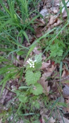 Alliaria petiolata