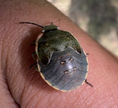 Chlorochroa