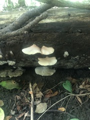Crepidotus mollis