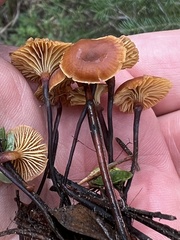 Xeromphalina cornui