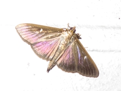 Cydalima perspectalis