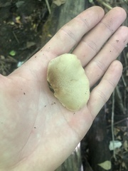 Crepidotus mollis