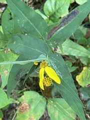 Helianthus strumosus