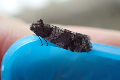 Lepidoscia heliochares