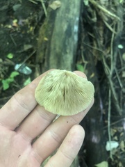 Crepidotus mollis