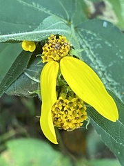 Helianthus strumosus