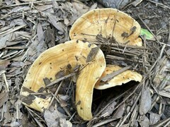 Lactarius psammicola
