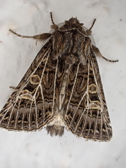 Tholera decimalis